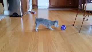 Funny pet reaction to cat toy