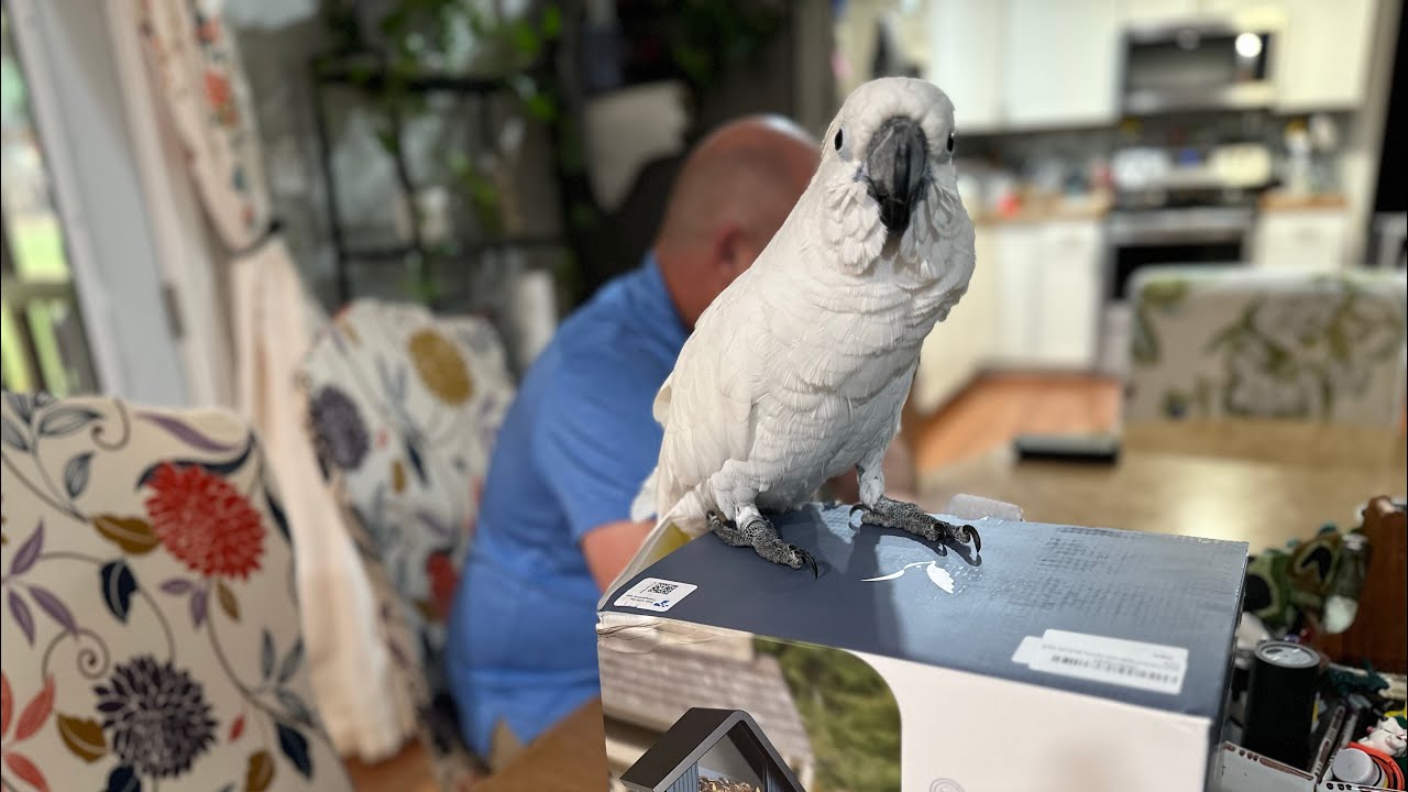 Buster & Dad unboxing a bird feeder | Thanks 