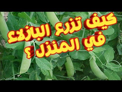 فيديو: هل تنمو البازلاء في كيس؟