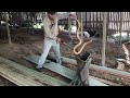 Huge and cranky eastern brown snake under a house