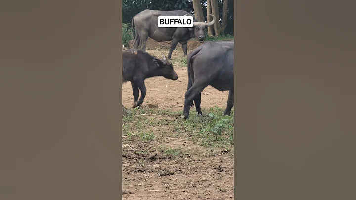 Buffalo# Africa# Travel Uganda!