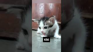 Naamkaran😱💕 #shorts #cat #viral #trending #ytshorts #new #reelitfeelit #youtubeshorts #exam