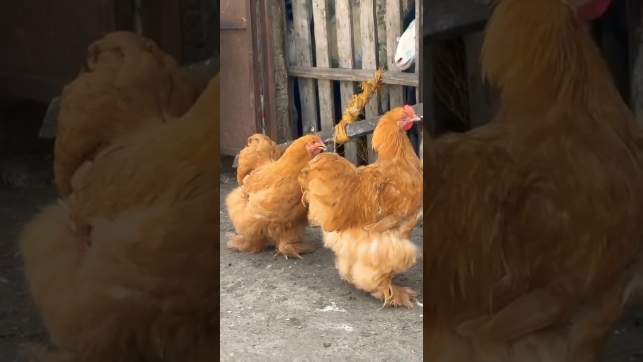 buff heavy Cochin chickens 🥰 