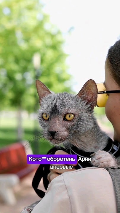 КОТ-ОБОРОТЕНЬ НА ПРОГУЛКЕ 🐱 Подписывайтесь!👍 - YouTube