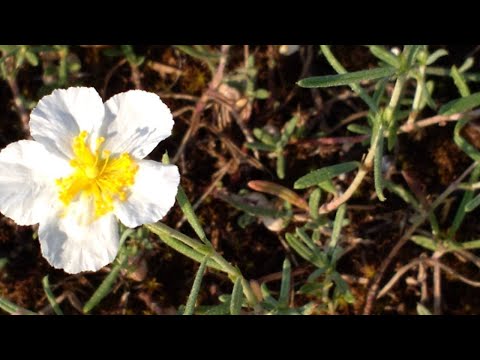 Video: Heliantemum Primind Soarele