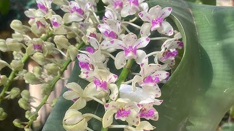 Lan rừng an lão Bình Định. O898.457.349 #lanrung #hoangnhant8gialai #orchids