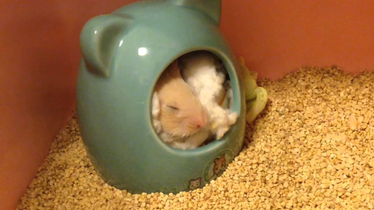 キンクマ 小屋からキンクマハムスターのかわいい寝顔が Mesocricetus Auratus Cute Hamster Youtube