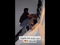 میران زۆری نەما بکەوێت لەسەر بان سەیری مەلا بکەن بزانە چی بۆ دەکات