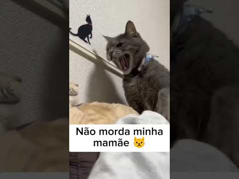 melhor ter ficado quieta 😂😂😂😂😂 #engraçado #humor #comedia #tops #furyou #fyp #memes