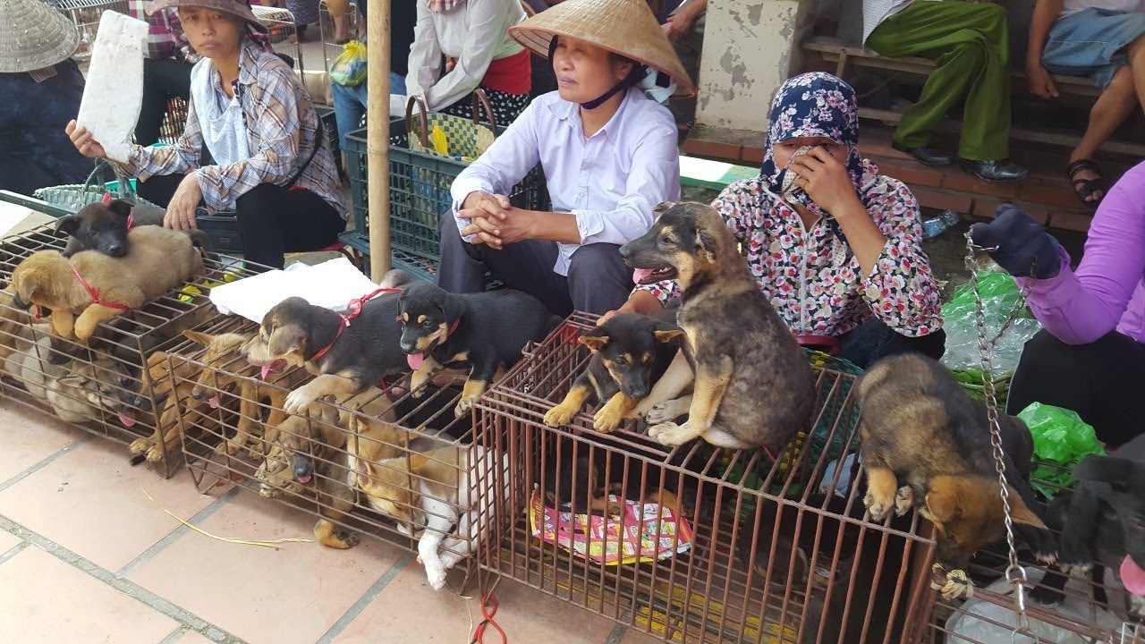Khám phá phiên chợ bán chó mèo cảnh lớn nhất Việt Nam