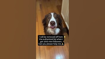 Your support really makes a difference donate link in bio #cute #adoptstrays #petfood #kitten for