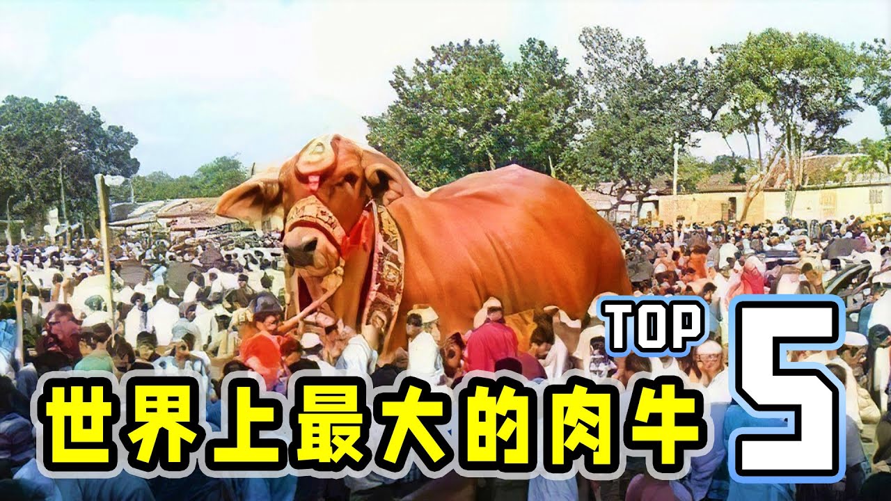 世界上最大的肉牛，一天长出一只鸡，成年后可以做10000个汉堡！| World's Largest Bulls Top5！