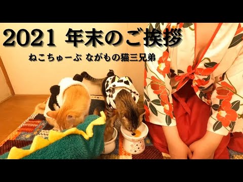 [猫動画]年末のご挨拶