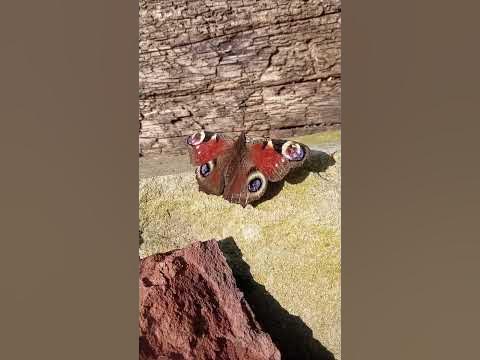 Бабочка Павлиний глаз Первый вылет... 🦋 🦋 🦋 - YouTube