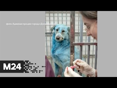 Цветные собаки из Дзержинска будут сторожить правительственный гараж - Москва 24