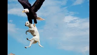 Big dog attacked by Eagle