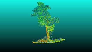 Terrestrial Laser Scanning point cloud for individual tree