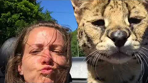 Watch the video about Capone the Serval at savannah canada