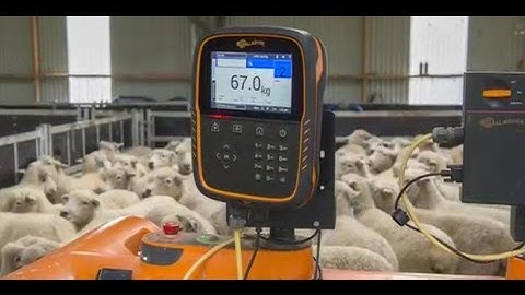 Gallagher Touch Screen Weigh Scales - Drafting sheep with the Gallagher Sheep Auto Drafter