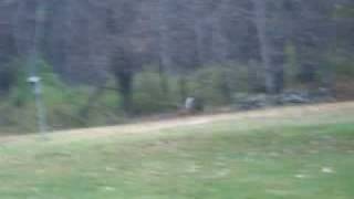 Giant Buck Runs Across My Backyard