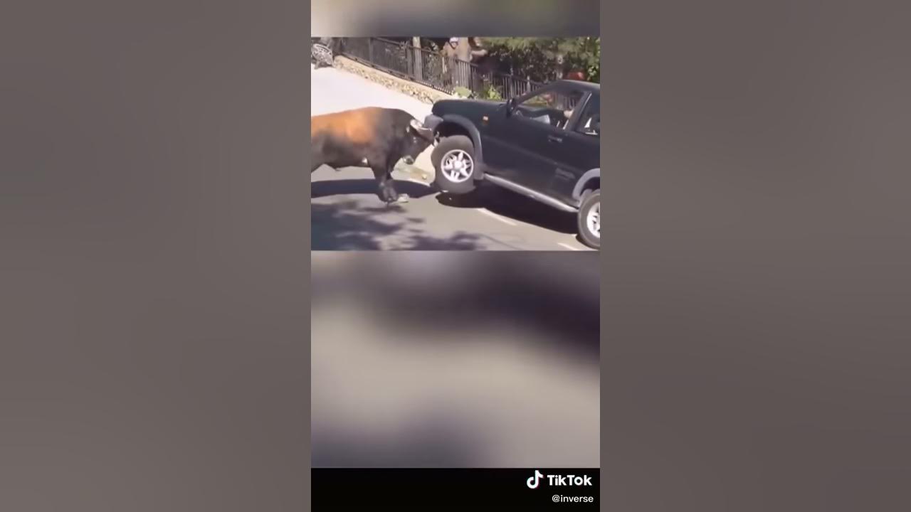 Strong bull lifts up a car with its horns - YouTube