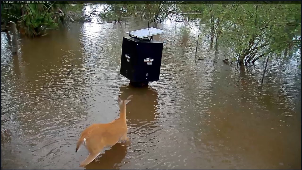 Refugio TX Deer cam flood 6 20 2018 YouTube