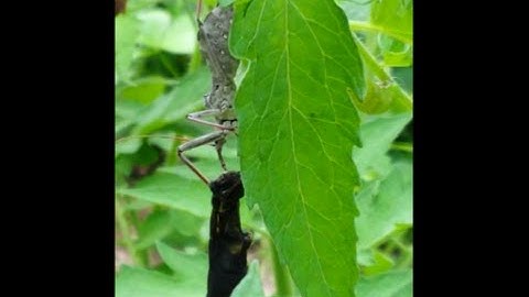 Assassin Bug VS Tomato Hornworm