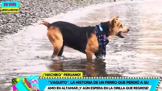 Reportaje de la Emotiva Historia de Vaguito, el Hachiko Peruano