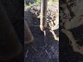 Sacando raíces de la paulownia.