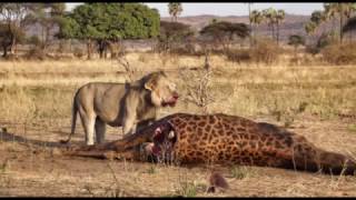 A Giraffe Turning The Tables On A Lion Is Spectacular