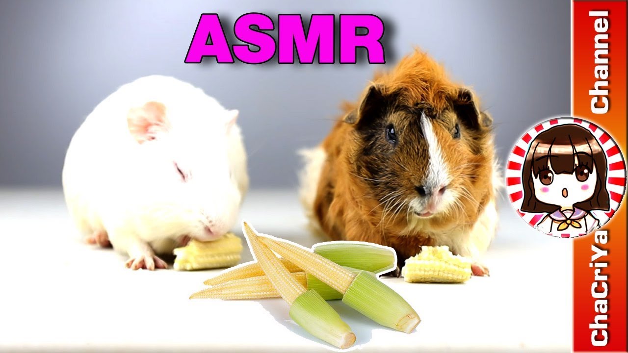 ASMR Cavy Reviewing Babycorn l ChaCriya CH