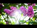 Beautiful Relaxing Hymns Peaceful Instrumental Music Spring Lilac Morning Sunrise By Tim Janis