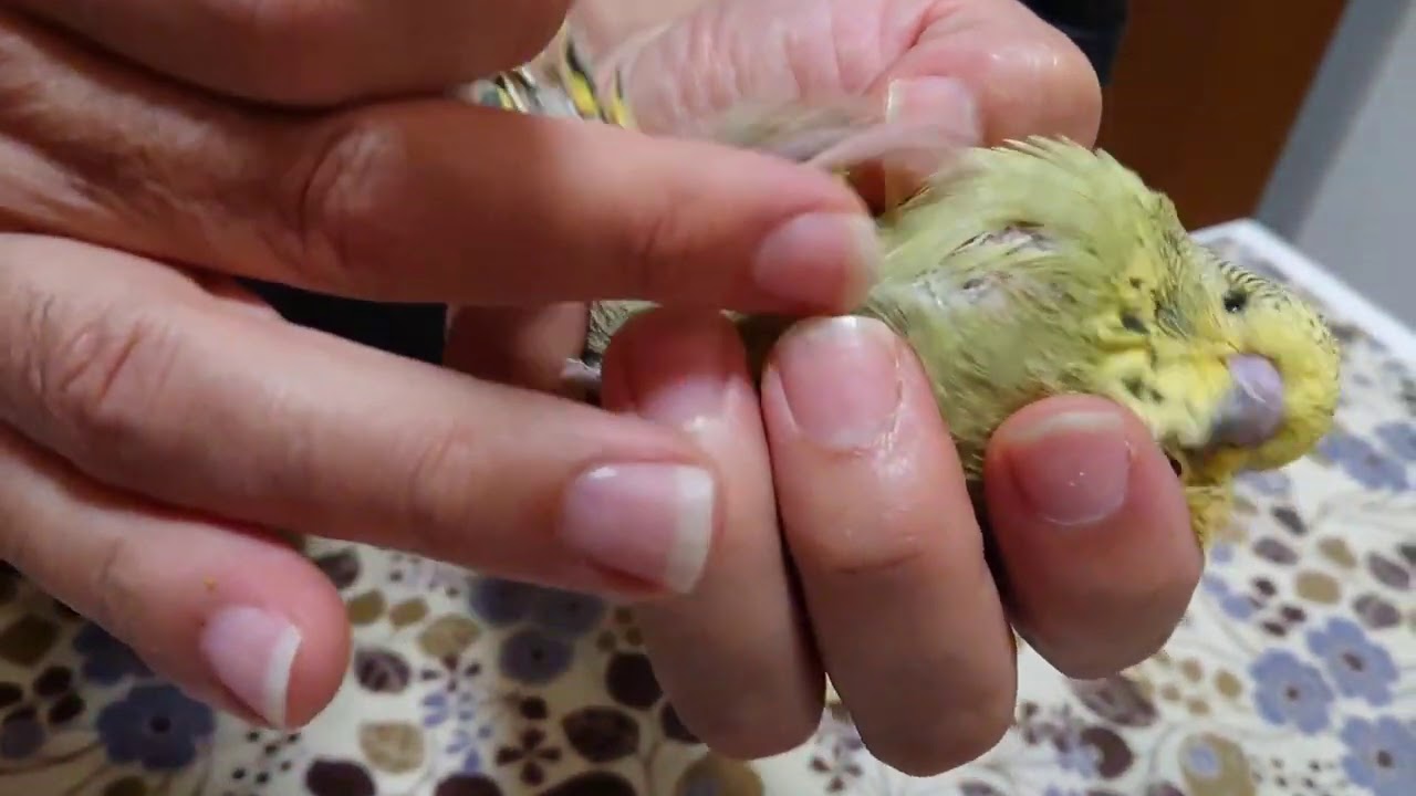 مرض الكبد لدى الطيور، أسبابه أعراضه وعلاجه