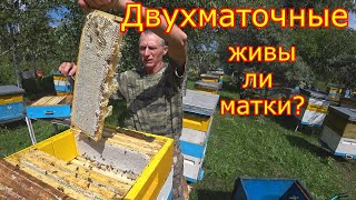 ДВУХМАТОЧНЫЕ!!! ОТБОР МЁДА! ЖИВЫ ли МАТКИ?