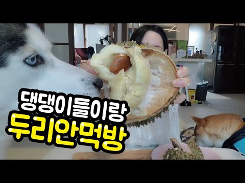 으악 두리안!!!!!!!!!!!!!!!! [시베리안허스키(Siberian husky,シベリアンハスキー), 시바견(Shibainu,柴犬), 믹스견백설]