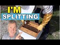 Beekeeping 101 swarm prevention  splitting your hive