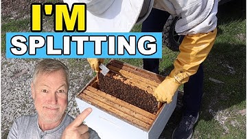 Beekeeping 101: Swarm Prevention & Splitting Your Hive