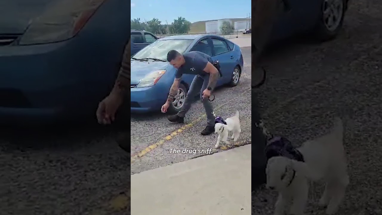 Drug-sniffing goat probably doesn’t get the job #Shorts