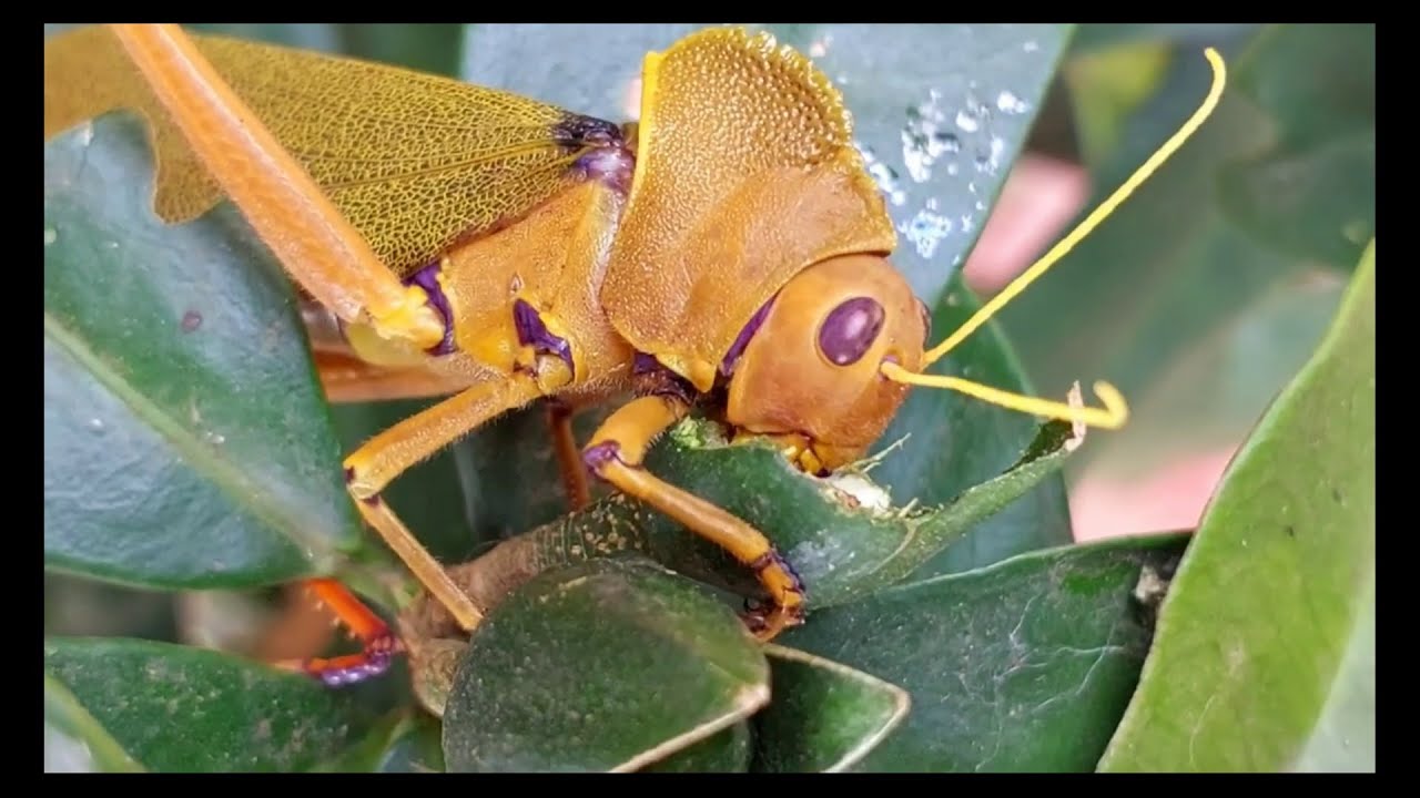 Floresta ombrófila mista 9: levantamento 2025