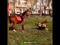 This Horse Is Wonderful فوق العادس این اسب Horse Fun Funny Animals Wonderful اسب حصان خنده 