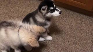 Alaskan Malamute puppy tricks