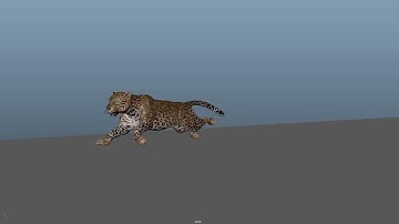 Leopard run cycle 3D animation