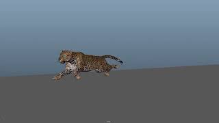 Leopard run cycle 3D animation