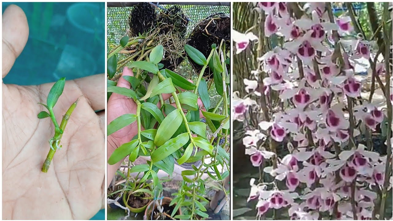 Как ухаживать за орхидеями Dendrobium Anosmum и Aphylum в домашних условиях