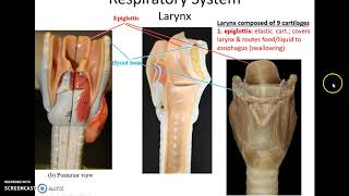 Human Anatomy Chapter 23: The Respiratory System Part 1