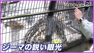 子どもを守る母 飼育員さんの姿を見て興奮するユキヒョウ ジーマ Snow Leopard