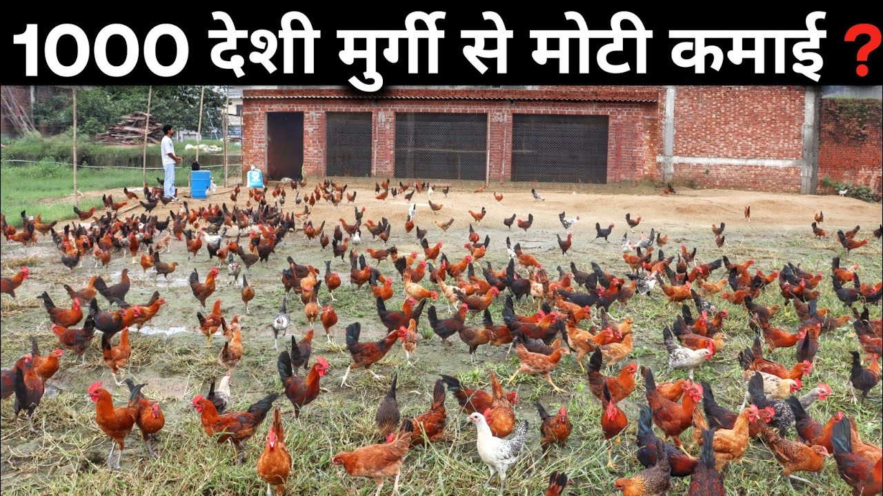 24 साल के युवा का Desi Poultry Farm | 1000 Chickens | Free Range Desi Murgi Palan