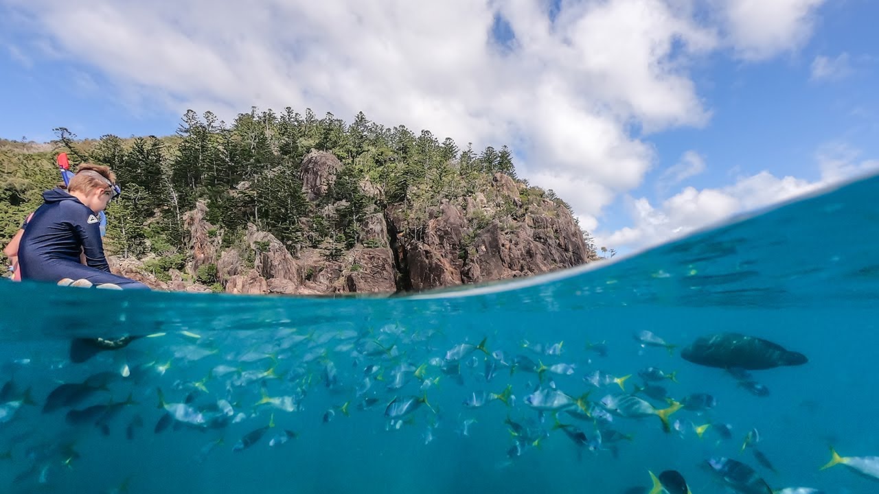 Getting up-close-and-personal with the Whitsundays’ Maori Wrasse at Manta Ray Bay