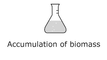 Accumulation of biomass