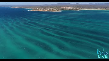 Swim Lanes for Whales - New State Legislation to control Entanglement !